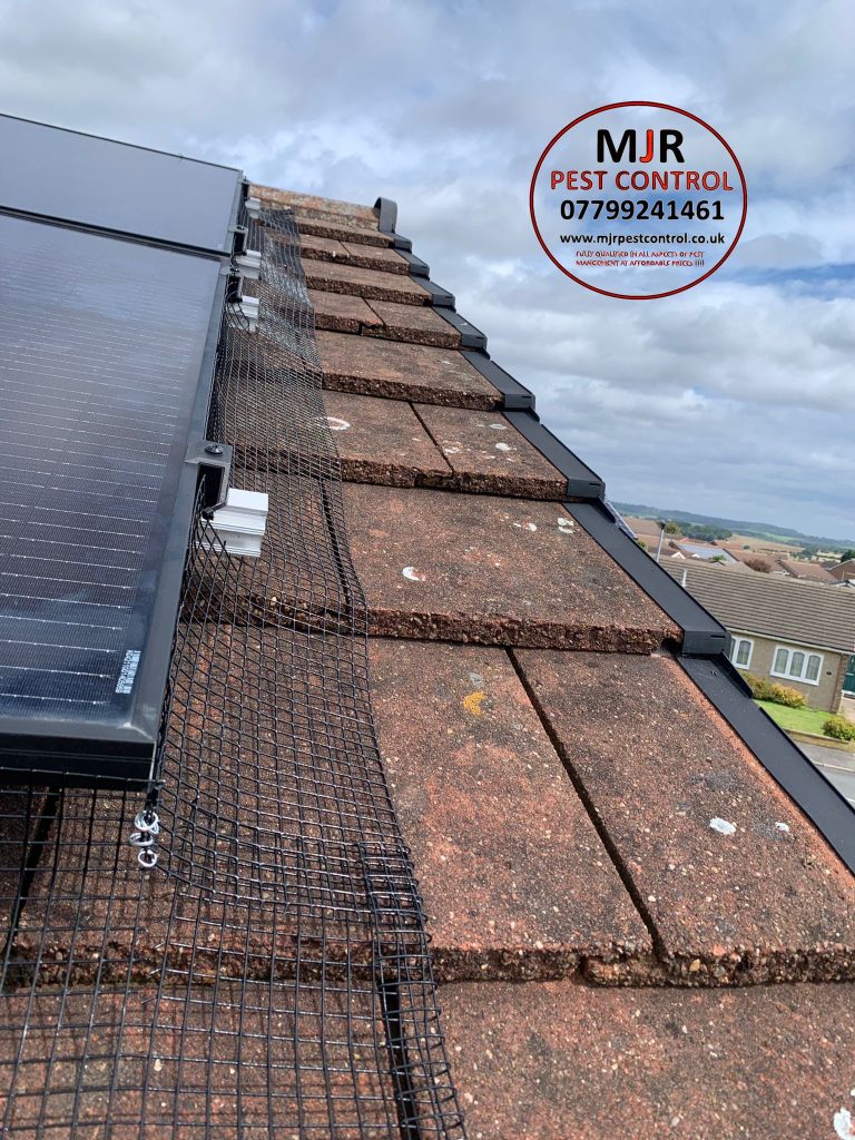 solar panel pigeon proofing in york