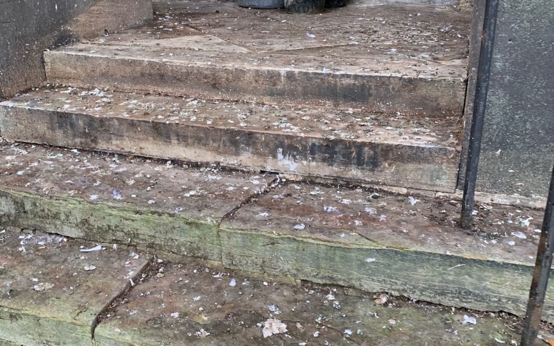 Pigeon Fouling Removal Leeds