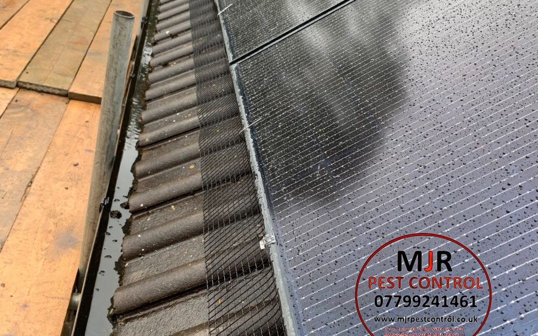 Best Pigeon Proofing Company York