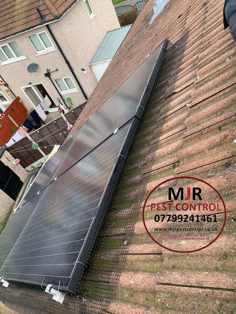 pigeon proofing solar panels in Knaresborough