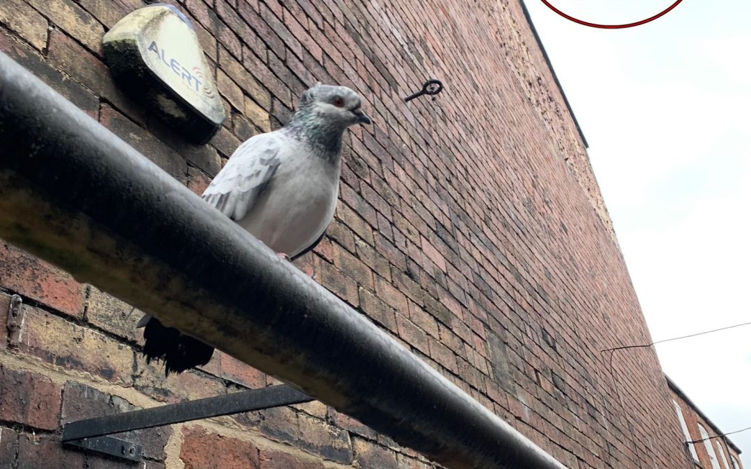 Pigeon Spikes Fitted Shop Premises in Leeds