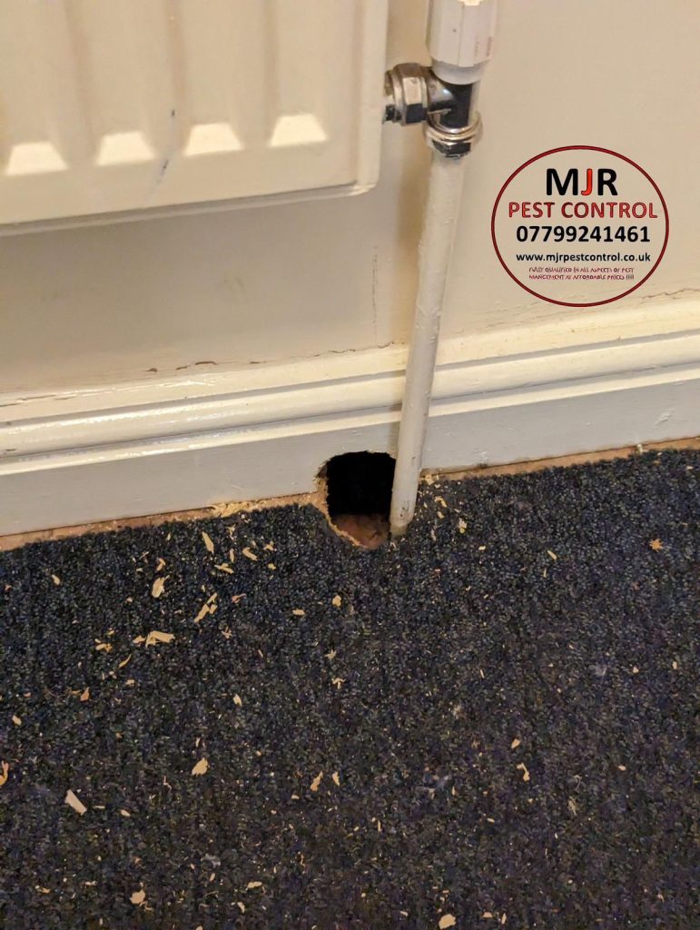 Rat control Wetherby