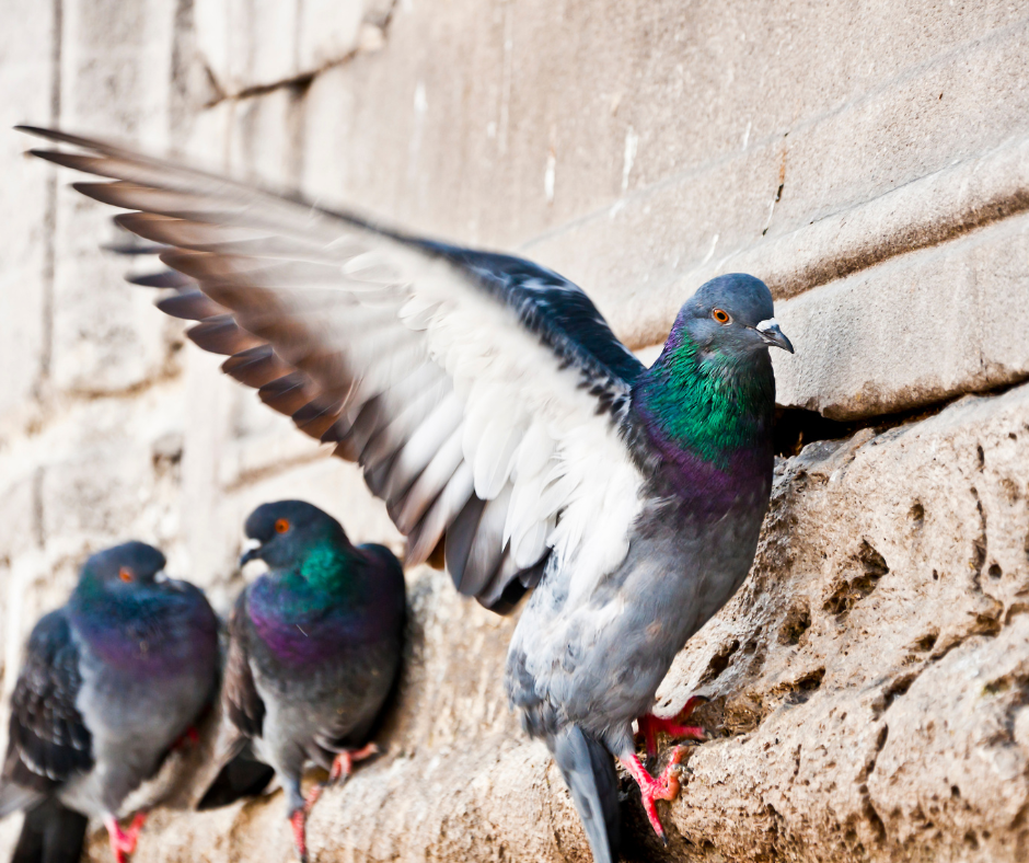 Pest Control For Pubs in Leeds