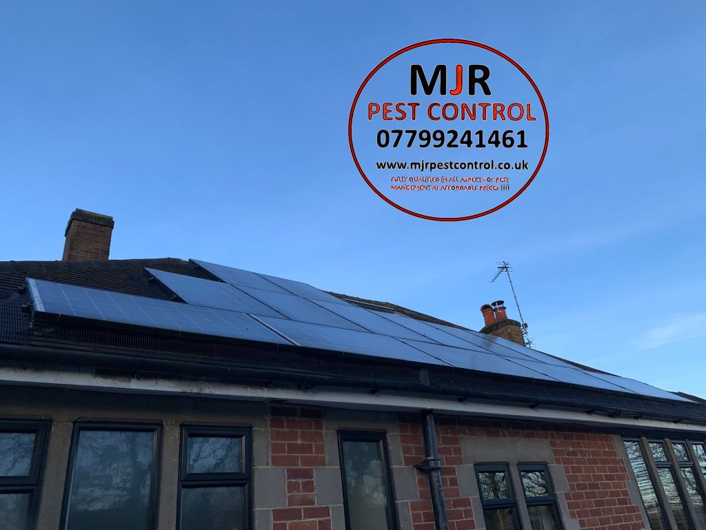 solar panel pigeon proofing Boroughbridge