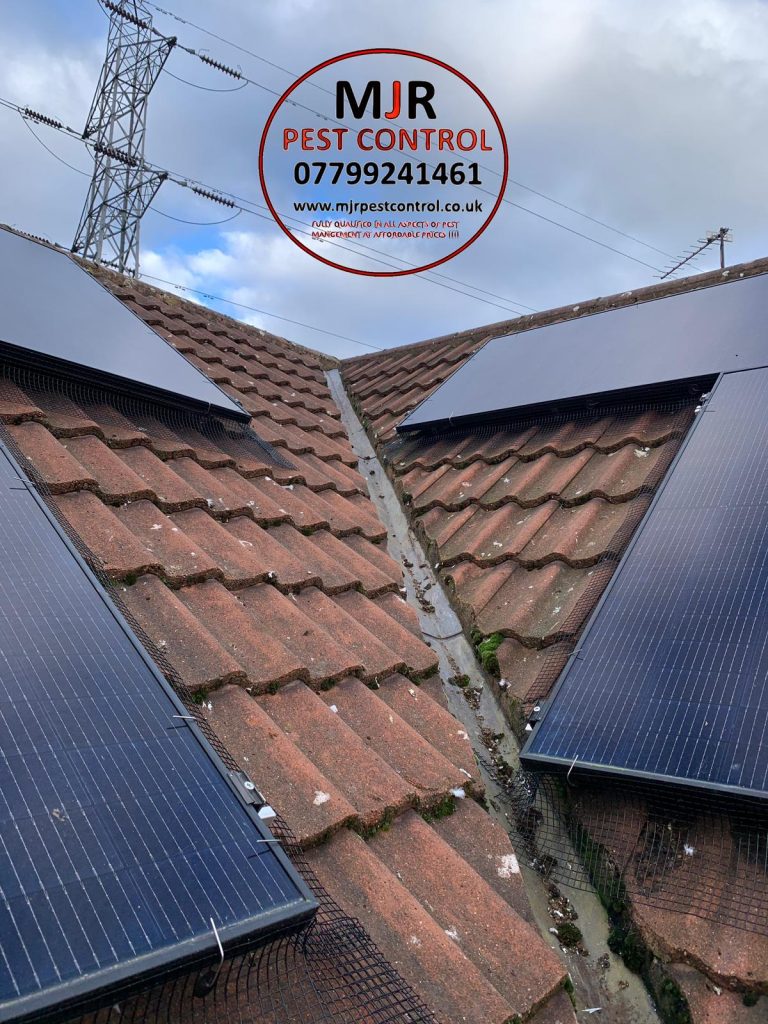 solar panel pigeon proofing harrogate