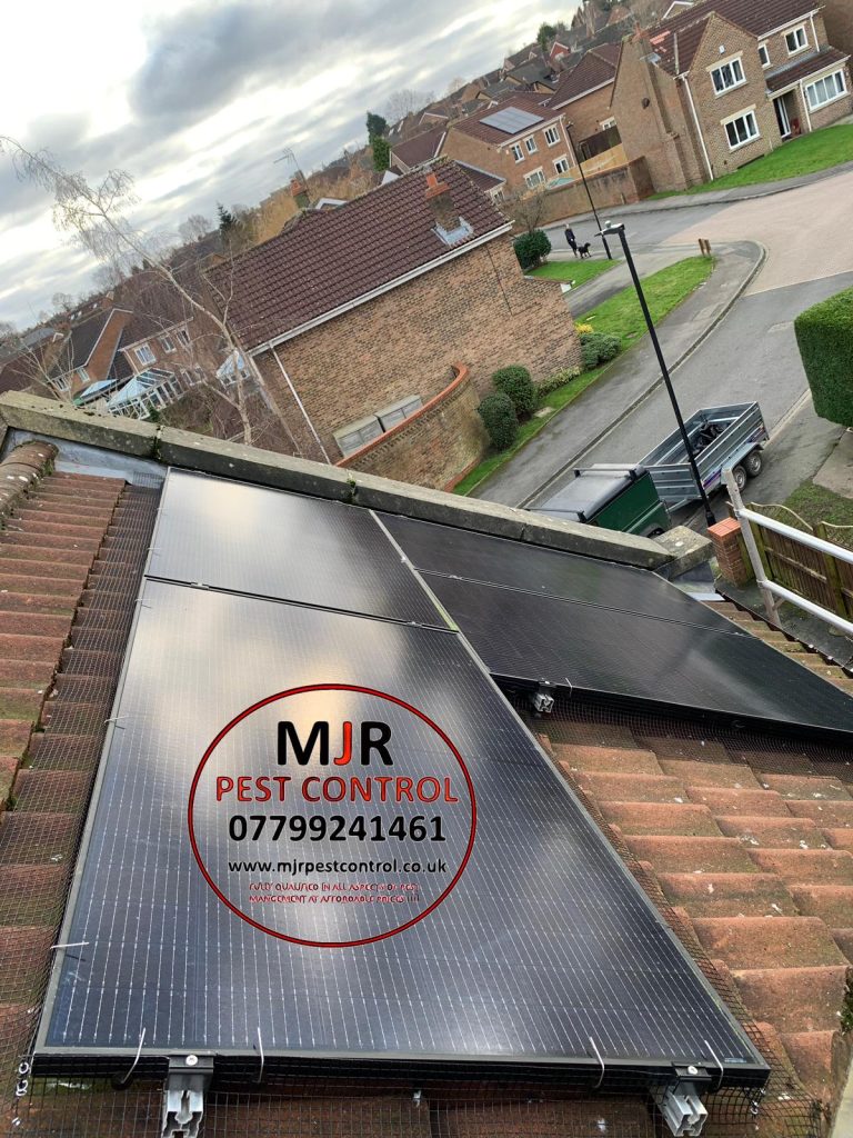 solar panel pigeon proofing harrogate