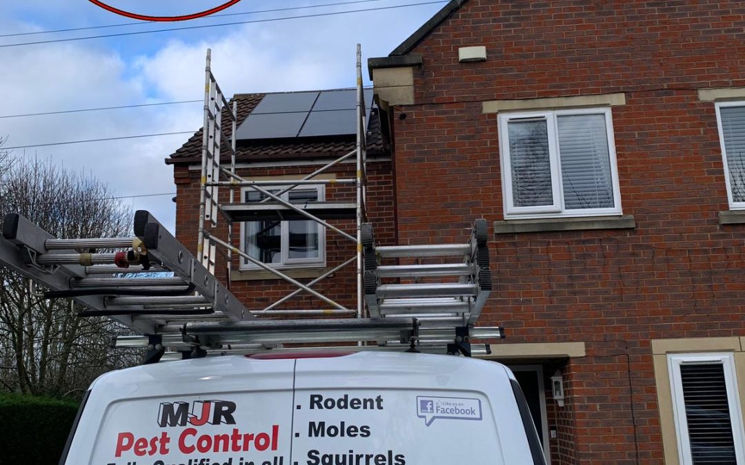 Solar Panel Pigeon Proofing Harrogate