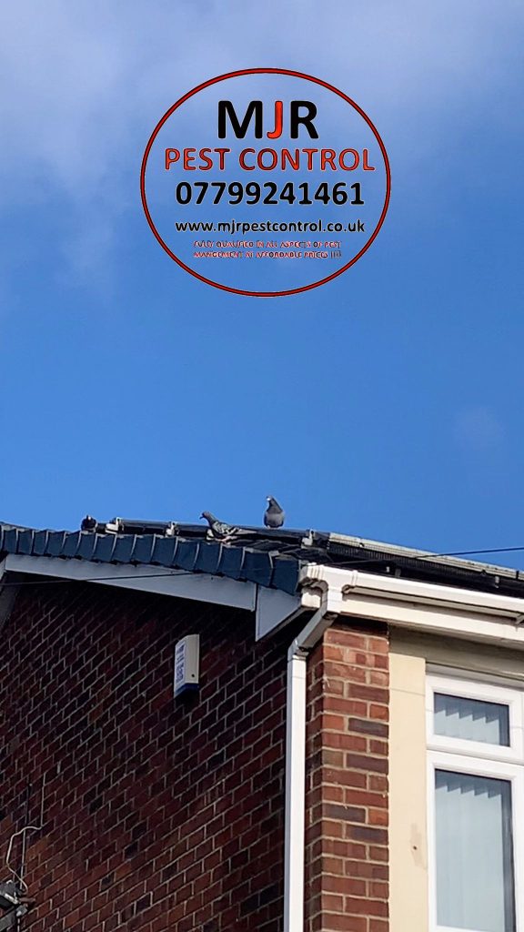 solar panel pigeon proofing ilkley