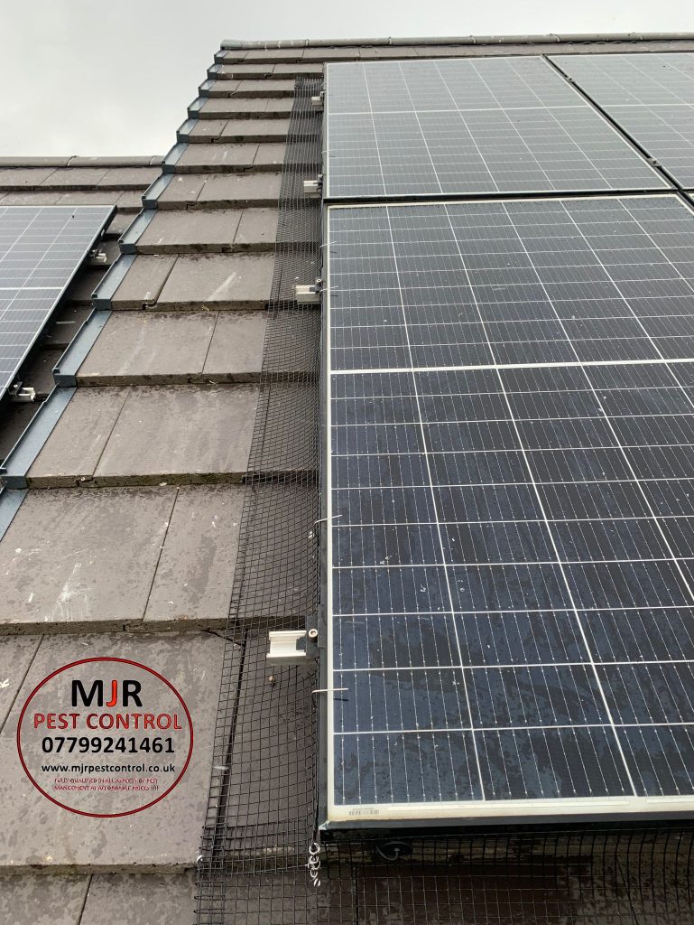 solar panel pest prevention york