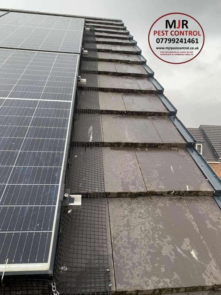 solar panel pest prevention york