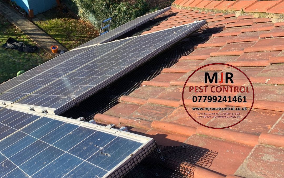 Professional Solar Panel Pigeon Control York