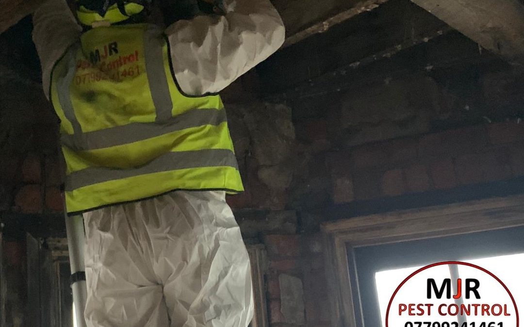 Pigeon Fouling Treated and Removed From a Building in Leeds