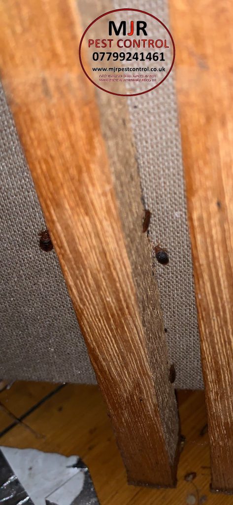 Bedbug Treatments In Leeds