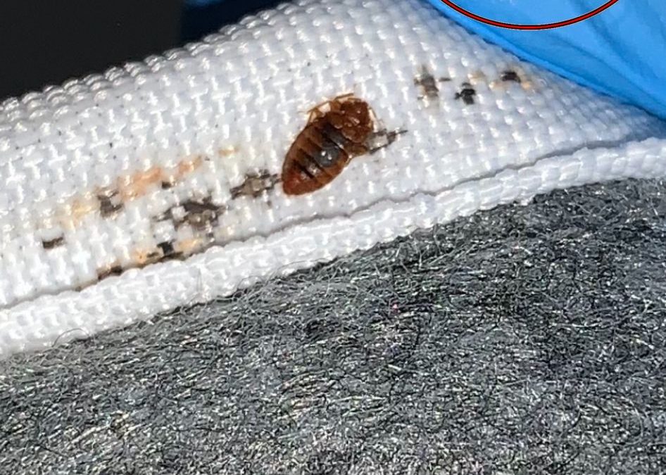 Bedbug Treatments In Leeds