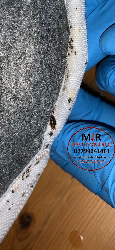 Bedbug Treatments In Leeds