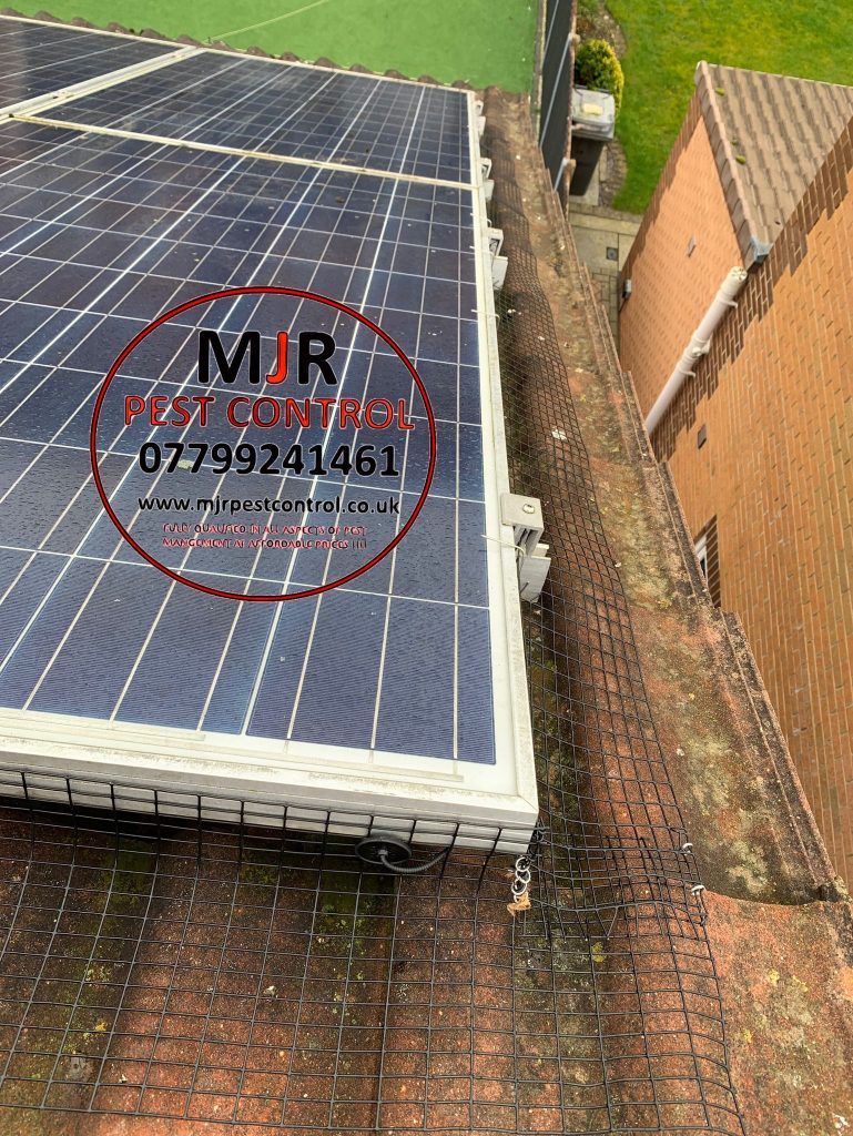 pigeon solar panel proofing rotherham