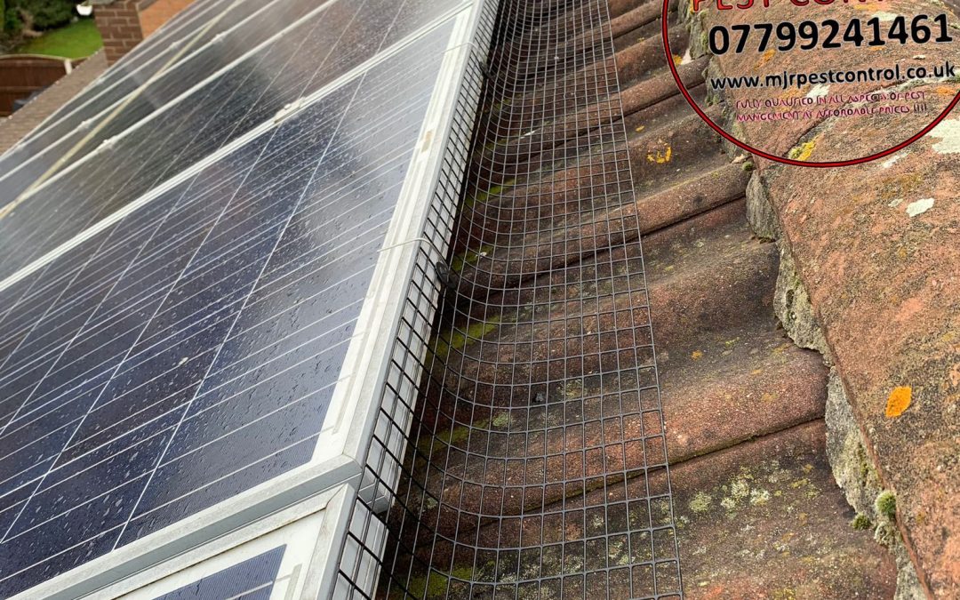 Pigeon Solar Panel Proofing Rotherham