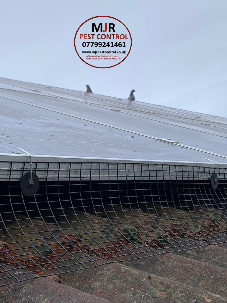 pigeon solar panel proofing rotherham