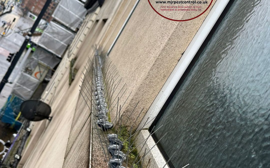 Bird Spikes Fitted on a Building In Leeds