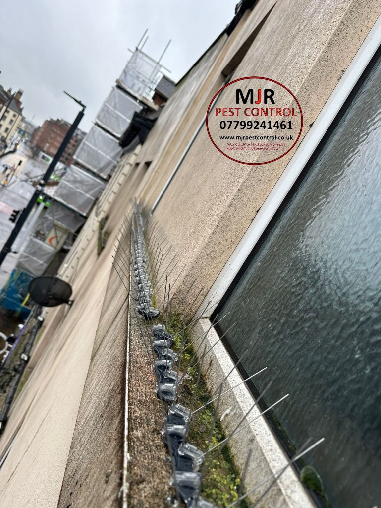 Bird spikes fitted on a building in Leeds