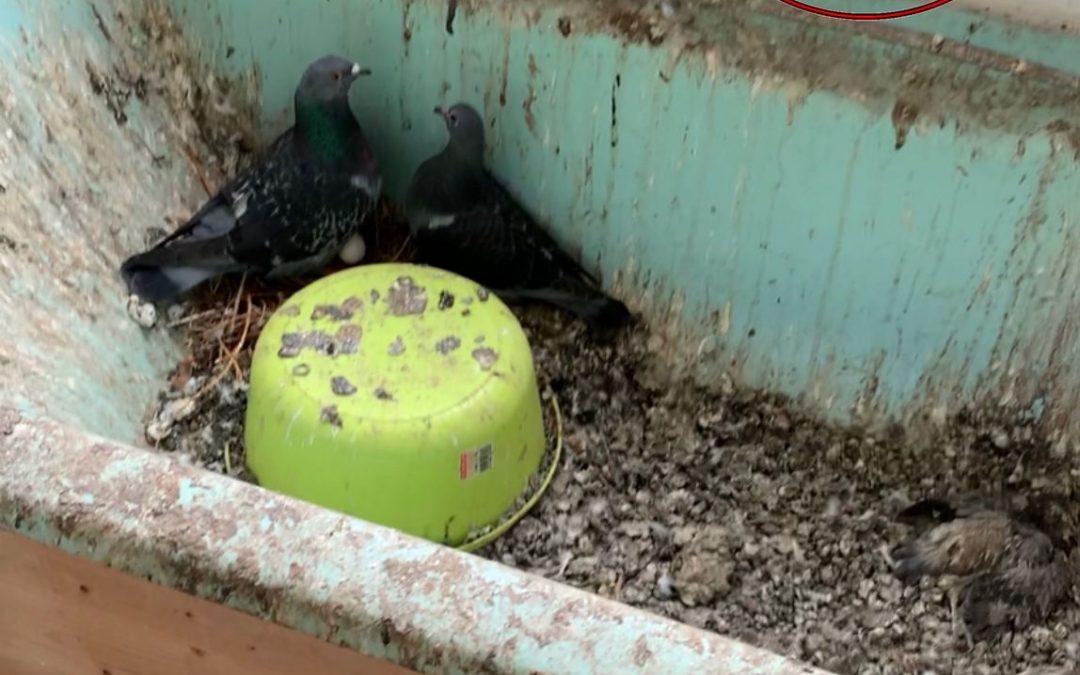 Pigeon Fouling and Removal In Leeds