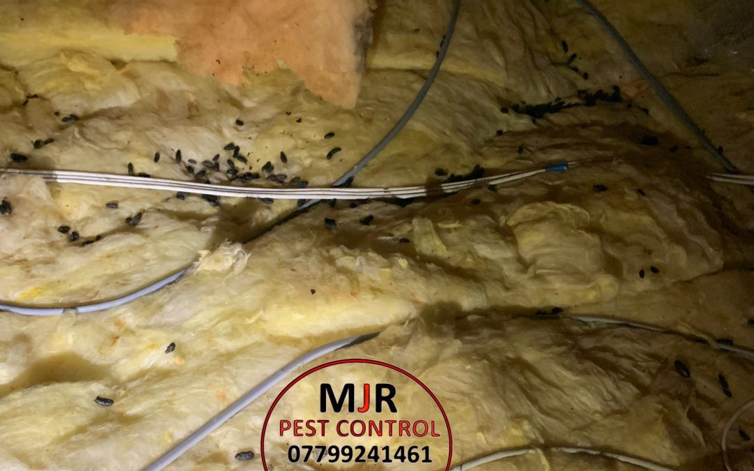 Loft Decontamination of Rats in Leeds