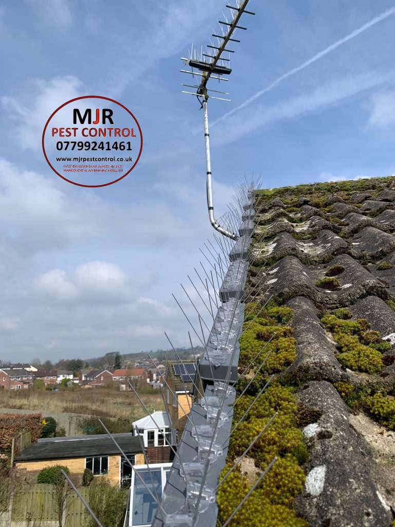 Bird spikes fitted to a property in wetherby