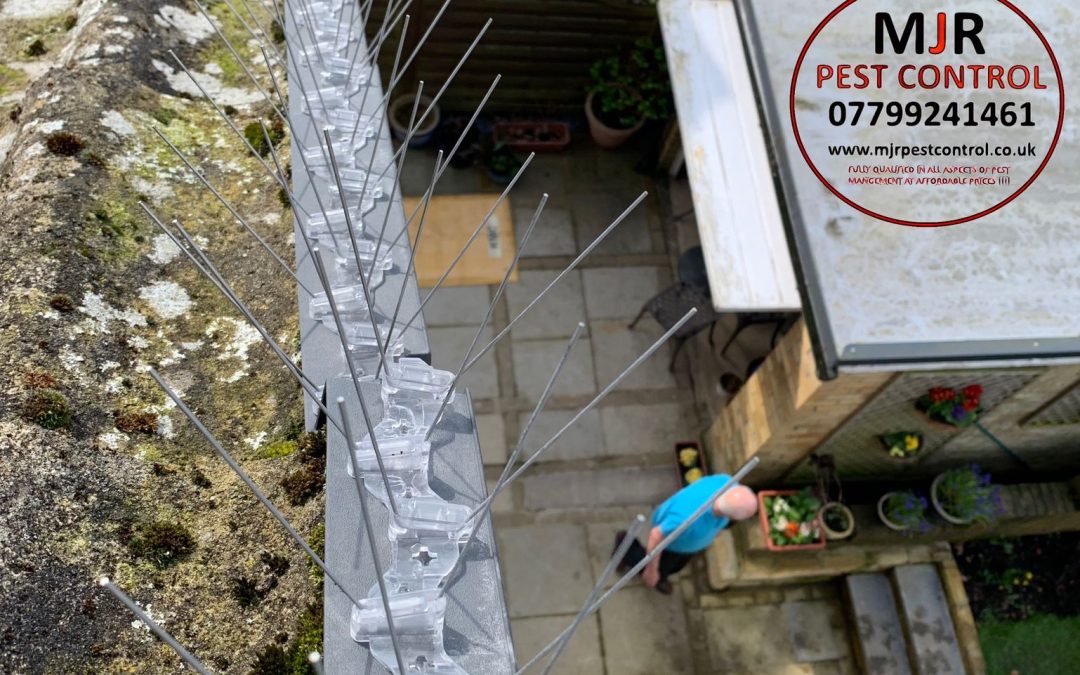 Bird Spikes fitted To A Property in Wetherby