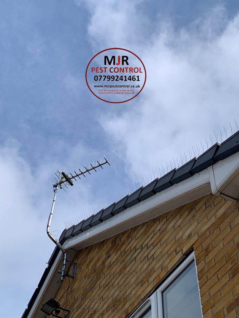 Bird spikes fitted to a property in wetherby