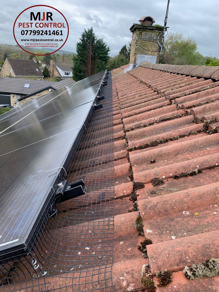 solar panel pigeon proofing wetherby