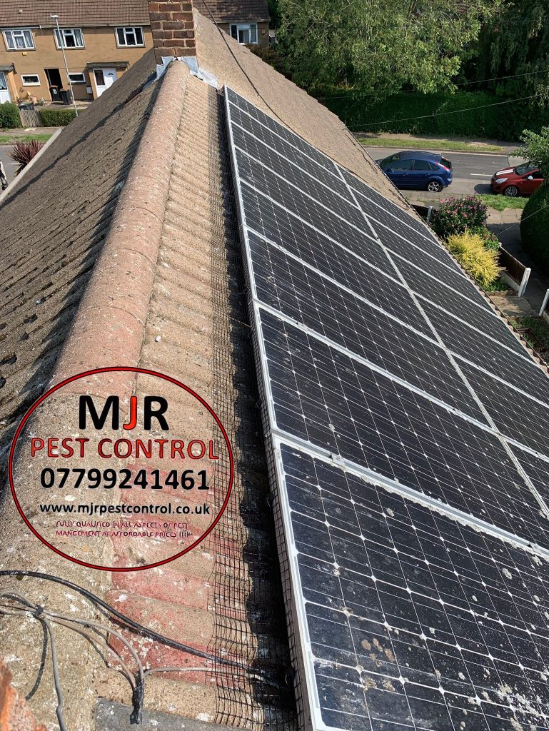 solar panel pigeon proofing Boroughbridge