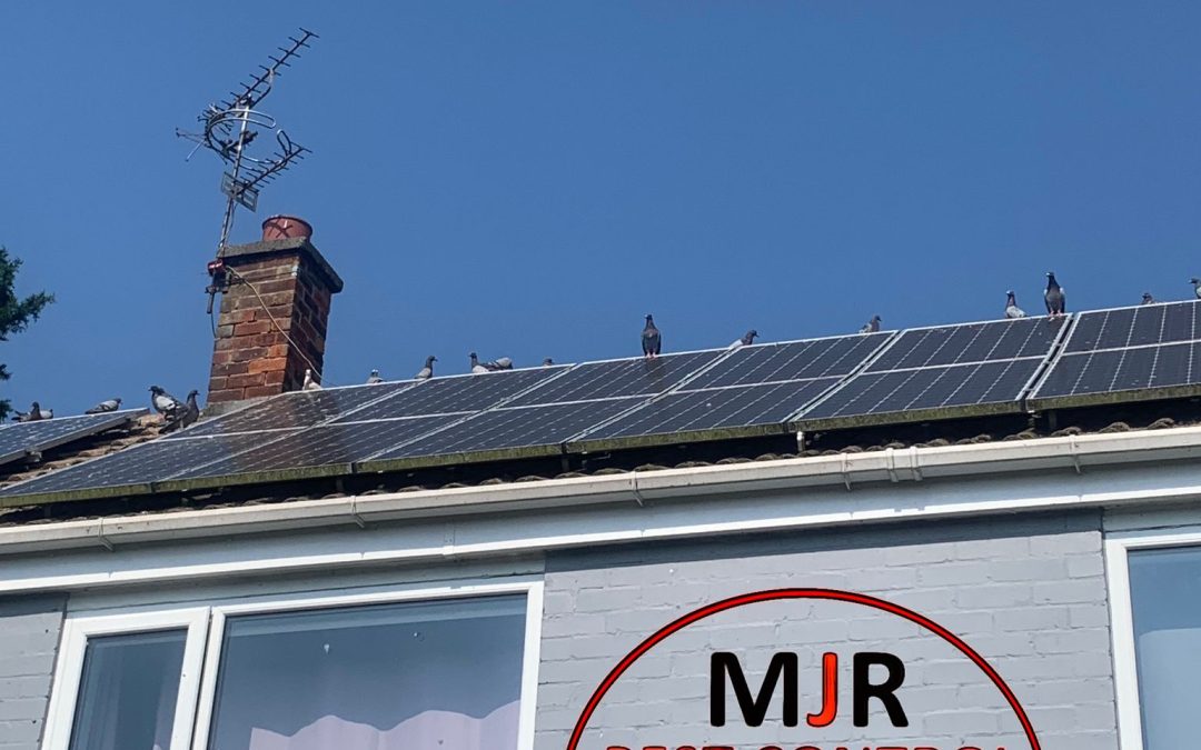 solar panel pigeon proofing Boroughbridge