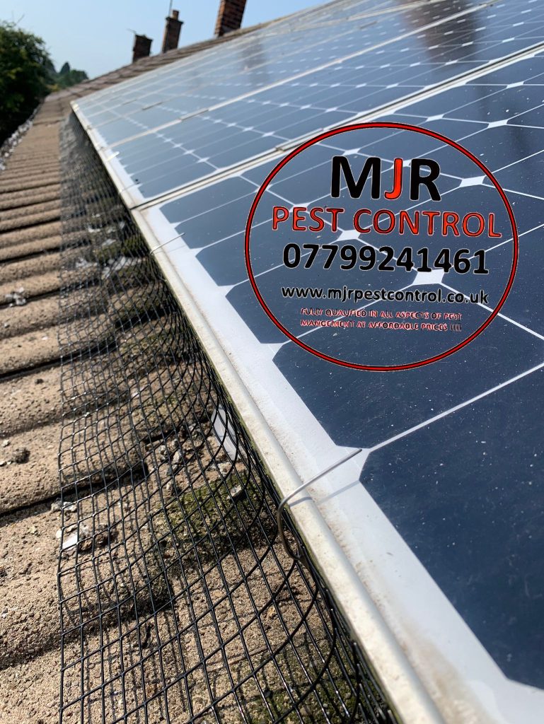 solar panel pigeon proofing Boroughbridge