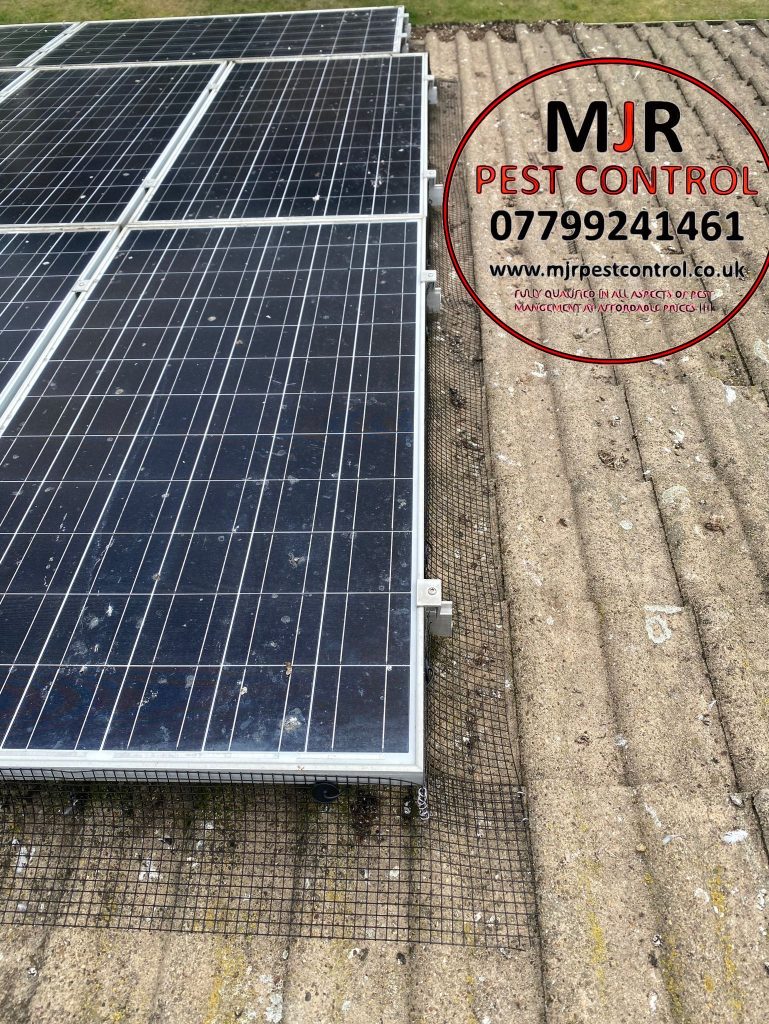 solar panel pigeon proofing Boroughbridge