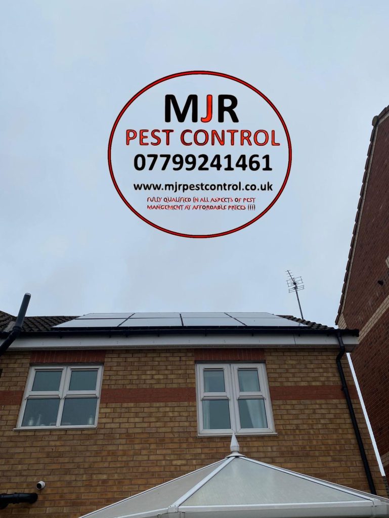 solar panel pigeon proofing doncaster