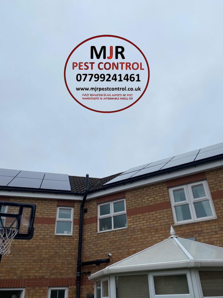 solar panel pigeon proofing doncaster