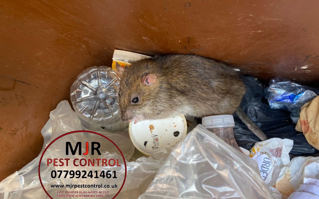 rat exterminators leeds