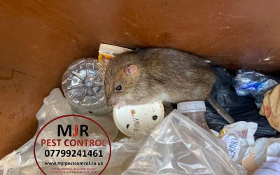 Rat Exterminators Leeds