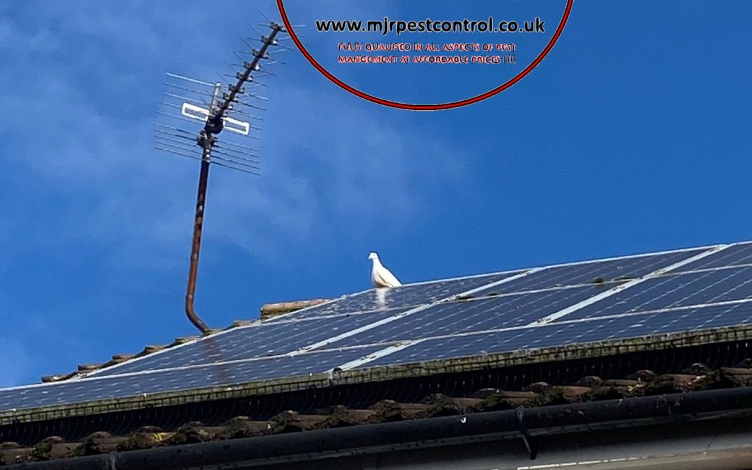 solar panel pigeon proofing Barton upon Humber