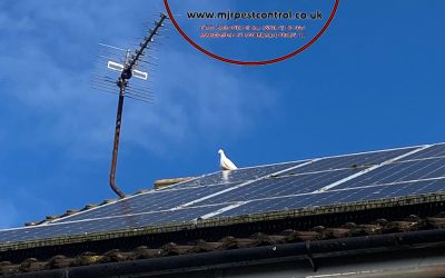 Solar Panel Pigeon Proofing Barton upon Humber