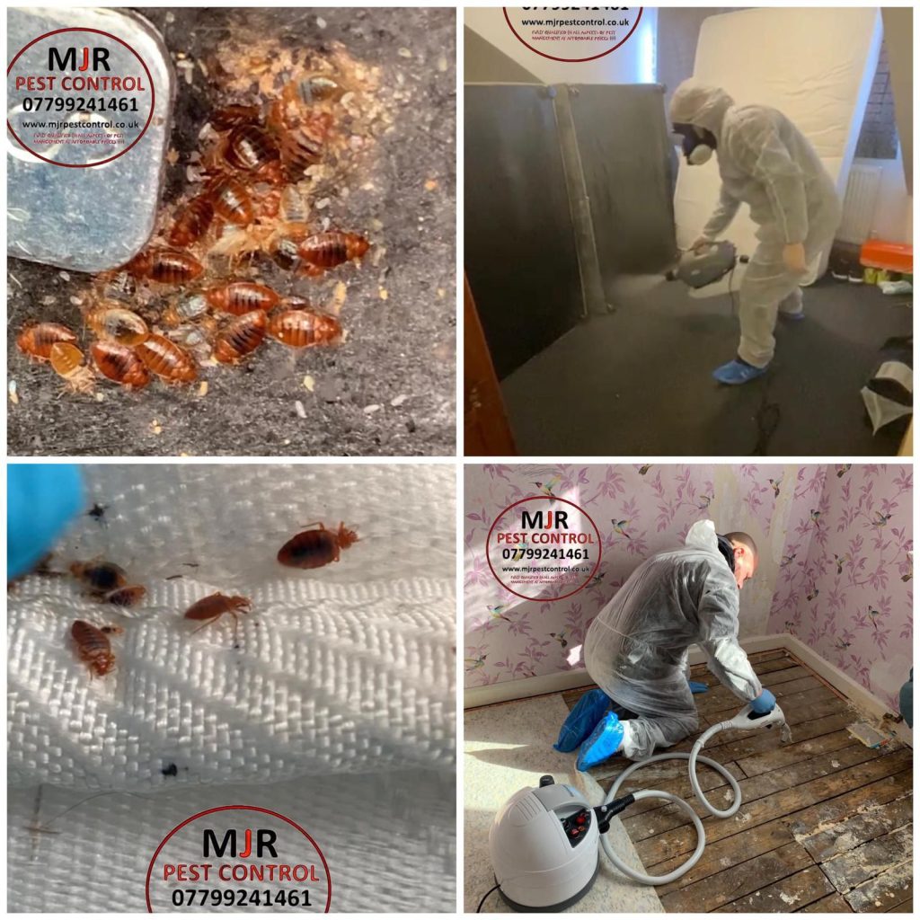 bedbug control leeds