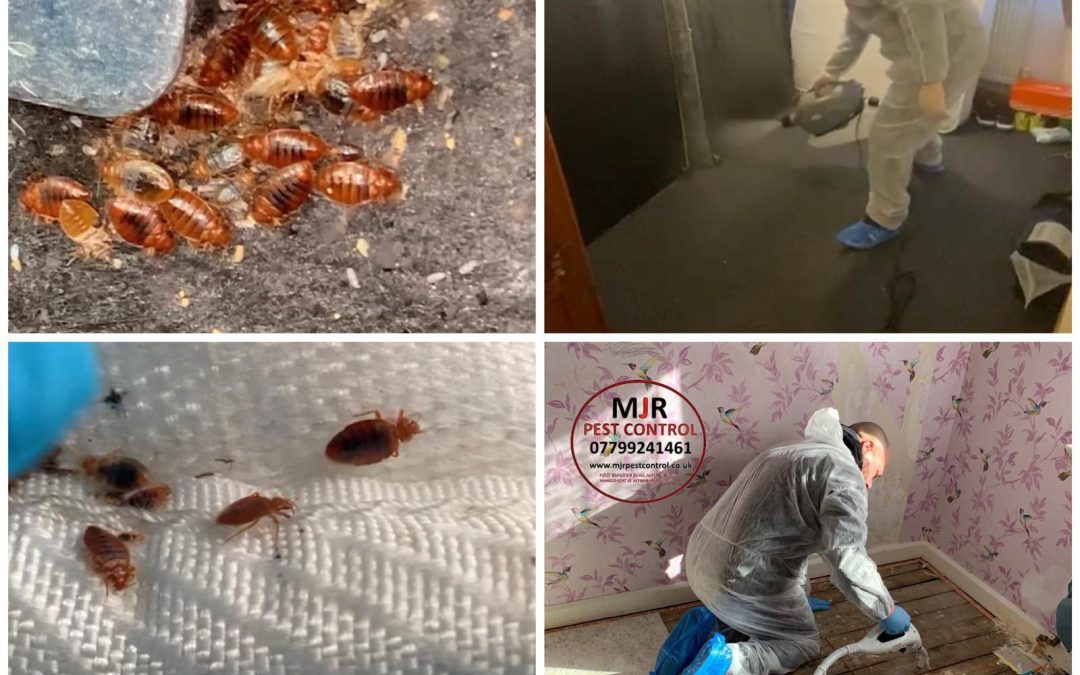 bedbug control leeds