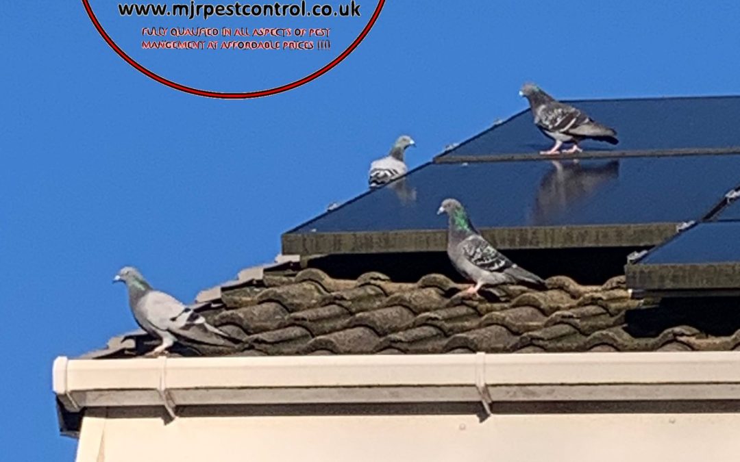 Solar Pigeon Proofing Leeds