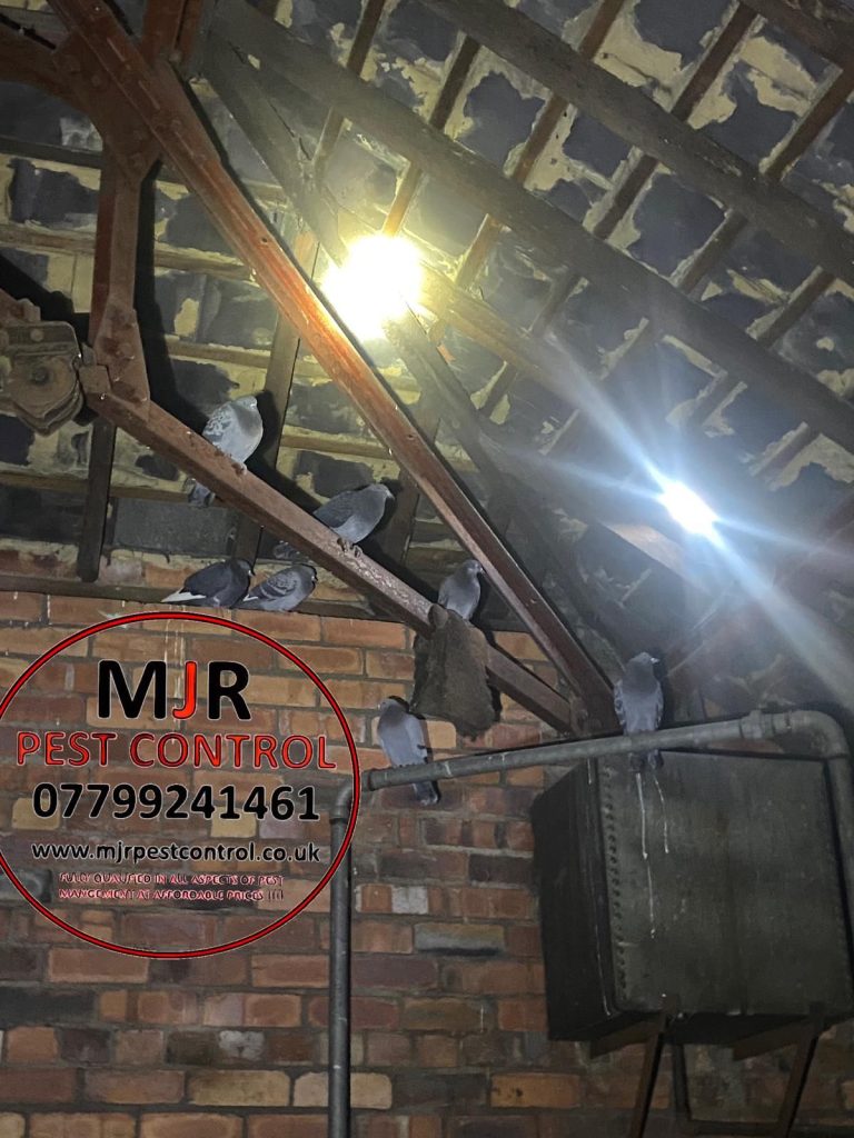 pigeon removal leeds