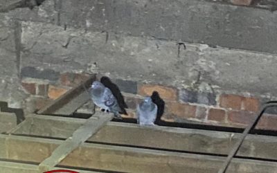 Pigeon Removal in Attic Leeds