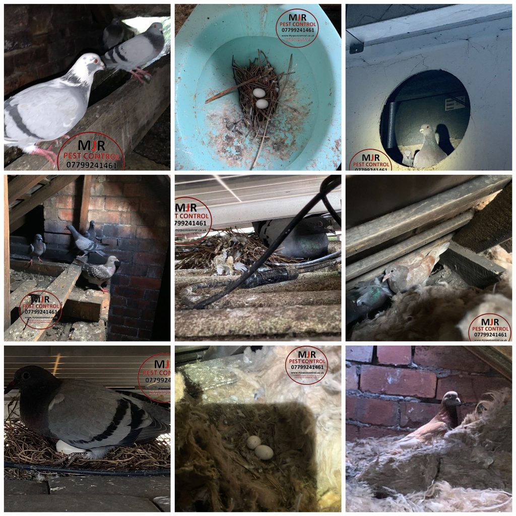 pigeon removal in leeds