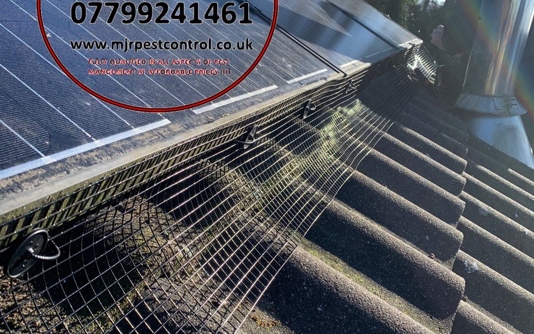 pigeon proofing solar panels york