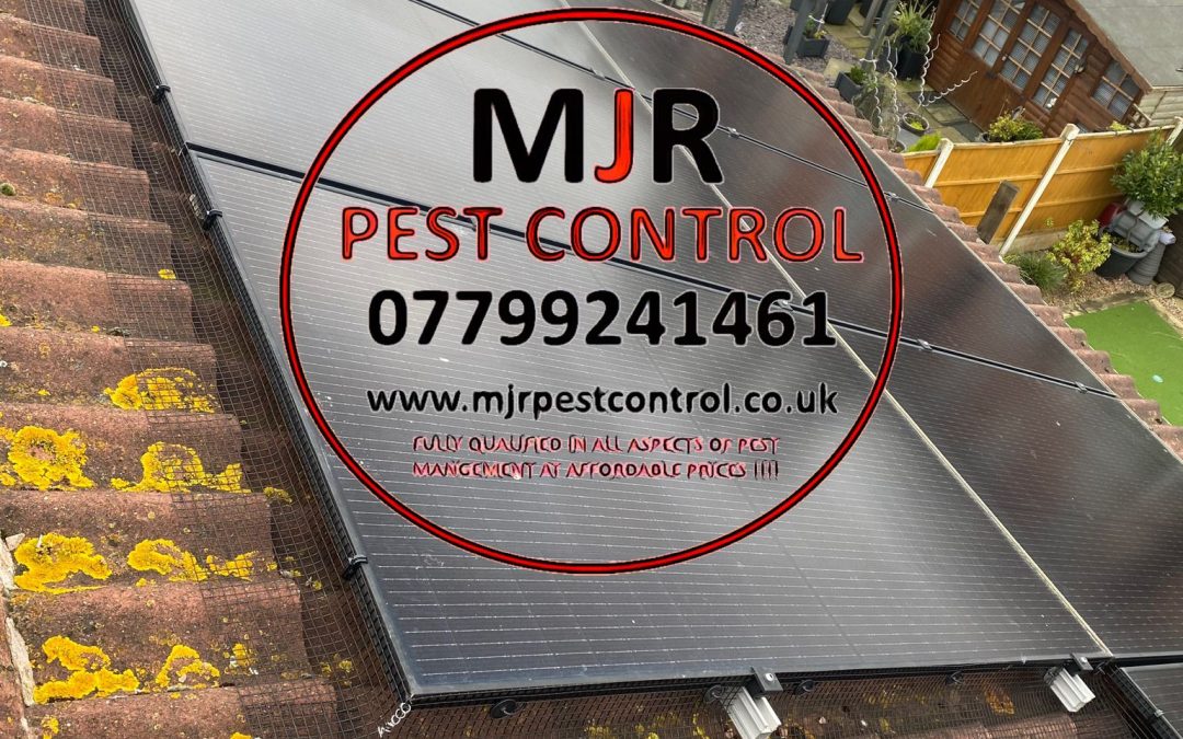 Solar panel pigeon proofing Bridlington