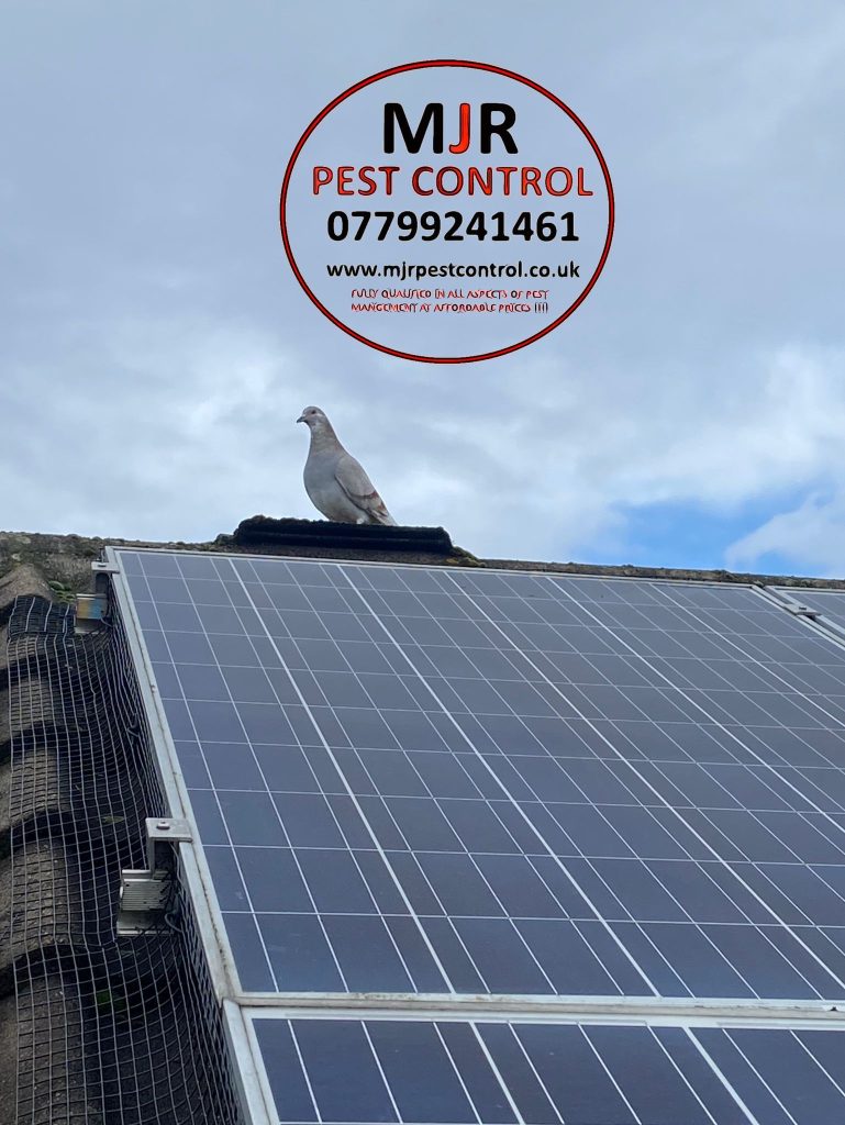 solar panel pigeon proofing Knaresborough